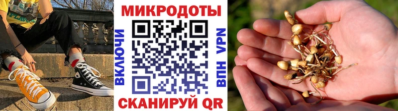 что такое   Сураж  мега ССЫЛКА  Псилоцибиновые грибы Psilocybe 